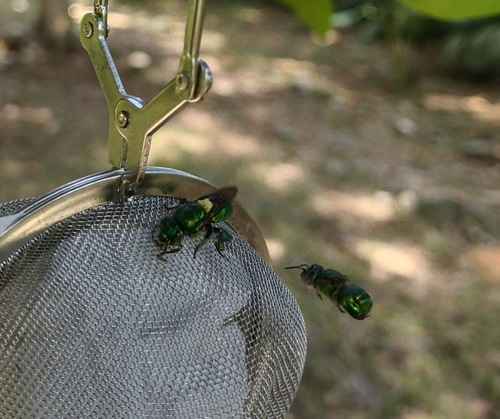 Euglossa tridentata