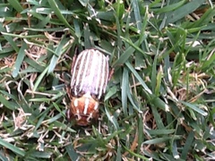 Polyphylla decemlineata