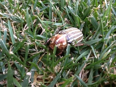 Polyphylla decemlineata