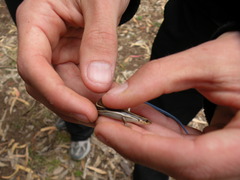 Plestiodon skiltonianus skiltonianus