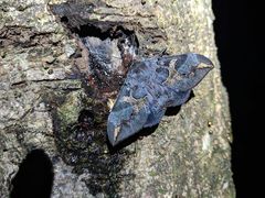 Ischyja ferrifracta