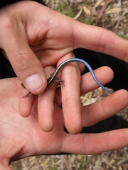 Plestiodon skiltonianus skiltonianus