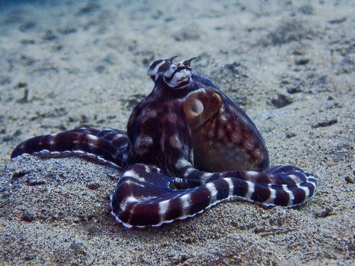 Thaumoctopus mimicus