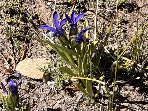 Image of Gentianopsis barbellata by (c) Sue Ann Kendall, some rights reserved (CC BY)