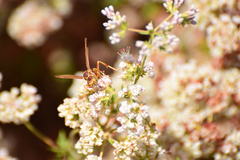 Polistes dorsalis californicus