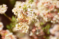 Polistes dorsalis californicus