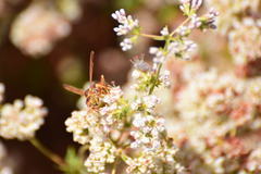 Polistes dorsalis californicus
