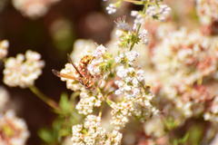 Polistes dorsalis californicus
