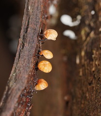 Marasmius alveolaris