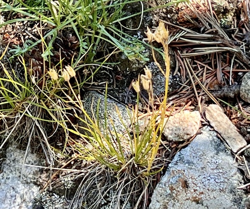 Image of Eremogone fendleri by (c) Sue Ann Kendall, some rights reserved (CC BY)