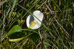 Calla palustris