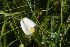 Calla palustris