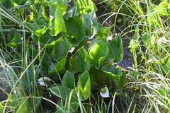 Calla palustris