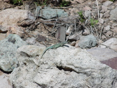 Liolaemus nigroviridis