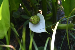 Calla palustris