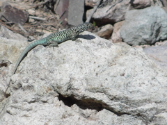 Liolaemus nigroviridis