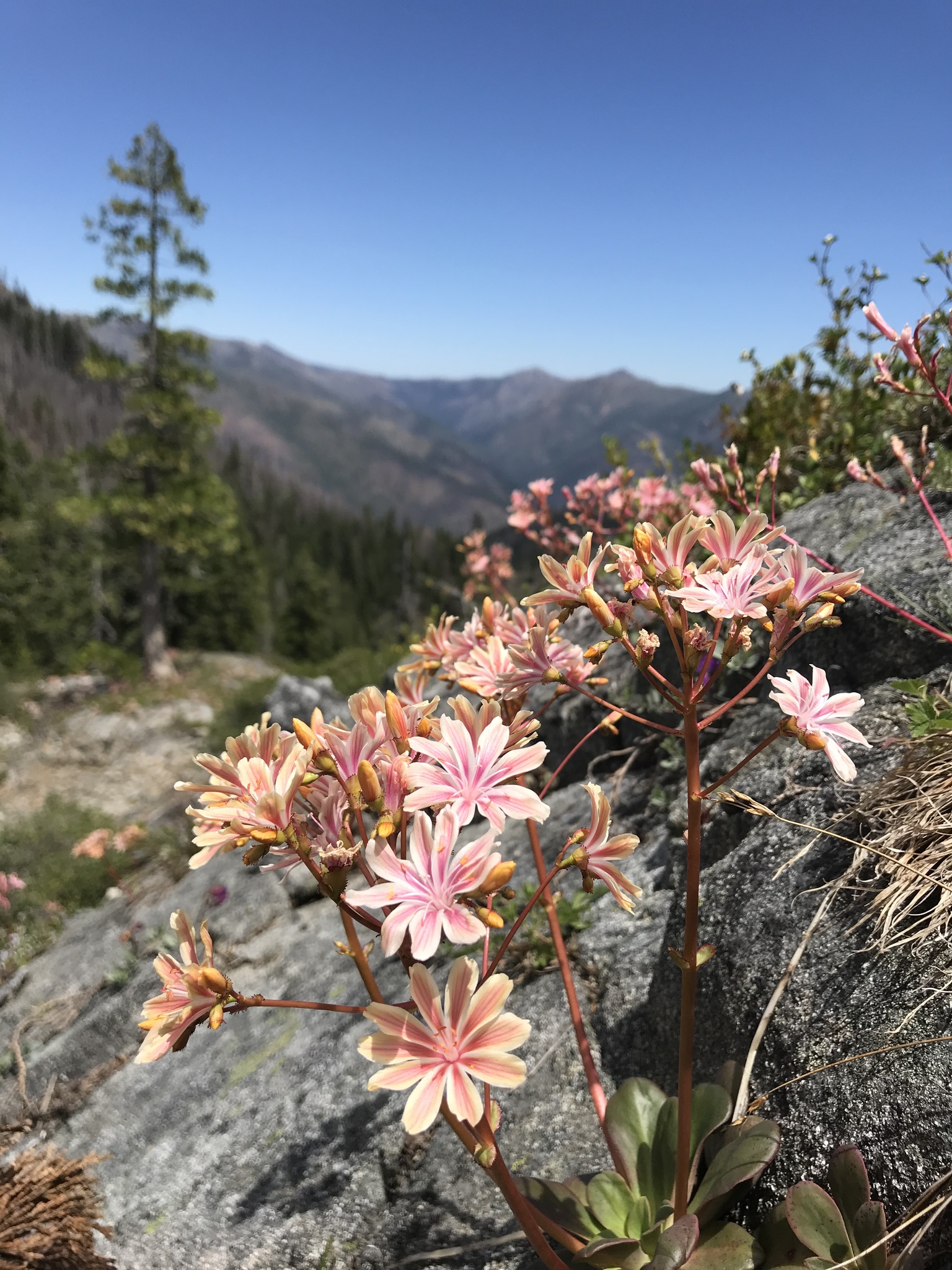 Lewisia