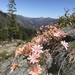 Lewisia - Photo (c) Justin Garwood, some rights reserved (CC BY-NC), uploaded by Justin Garwood