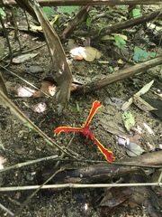 Etlingera megalocheilos