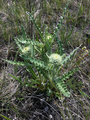 Cirsium hookerianum