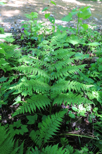 Cornopteris crenulatoserrulata iNat (3)