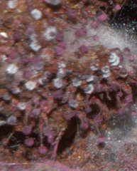 Cribraria cancellata