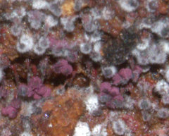Cribraria cancellata