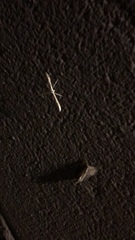 Hellinsia homodactylus