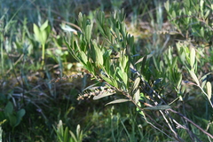 Chamaedaphne calyculata