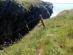 Tephroseris integrifolia maritima