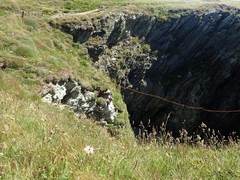 Tephroseris integrifolia maritima