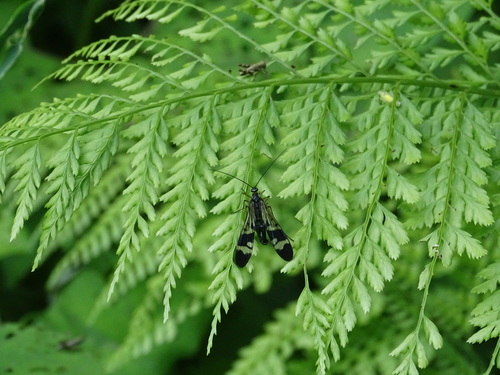 Panorpa nipponensis