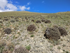 Oxytropis tragacanthoides