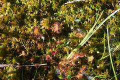 Drosera rotundifolia