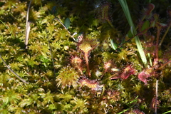 Drosera rotundifolia