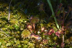 Drosera rotundifolia
