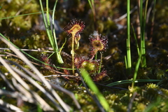 Drosera rotundifolia