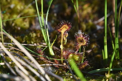 Drosera rotundifolia