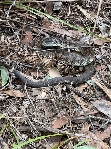 Tiger Snake sighting