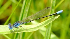Argia alberta