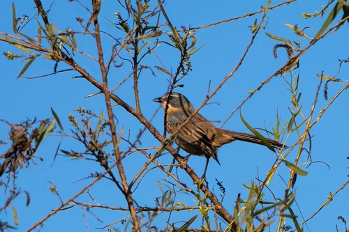 Long-tailed Reed Finch (Donacospiza albifrons), photo 4