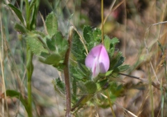 Ononis spinosa procurrens