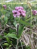 Mountain Valerian - Photo (c) capepolly, some rights reserved (CC BY-NC), uploaded by capepolly