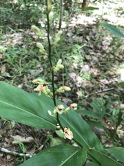 Alpinia conchigera