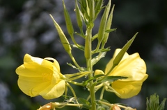 Oenothera oehlkersi