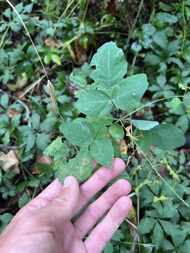 perplexed tick-trefoil (Desmodium perplexum)