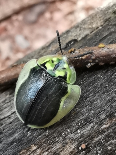 Physonota calcarata