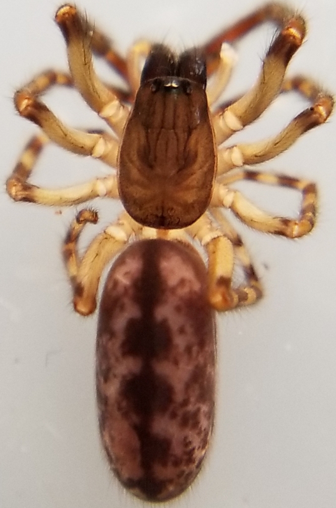 Segestria pacifica