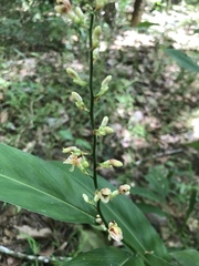 Alpinia conchigera