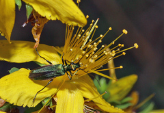 Oedemera nobilis